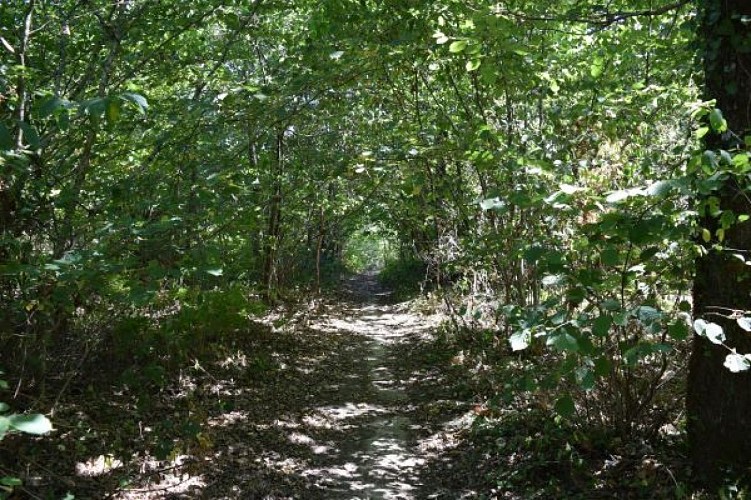 Circuit des bois Soudan (9)