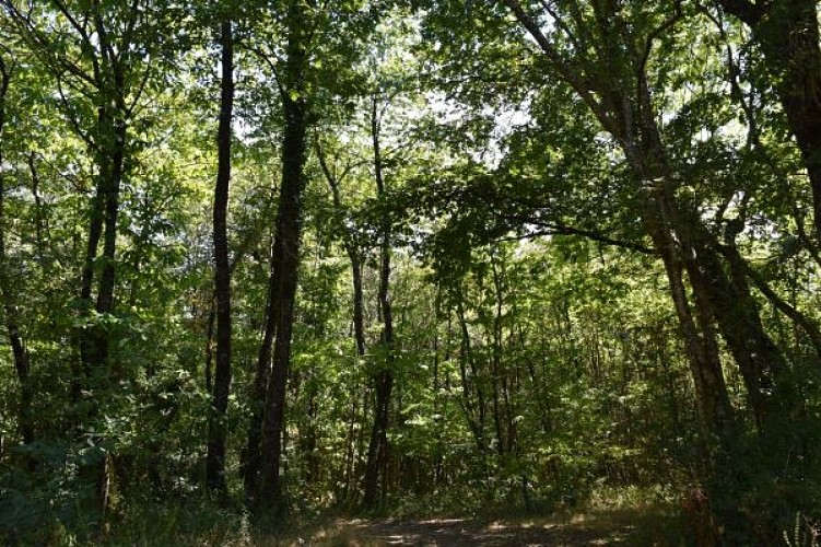 Circuit des bois Soudan (7)