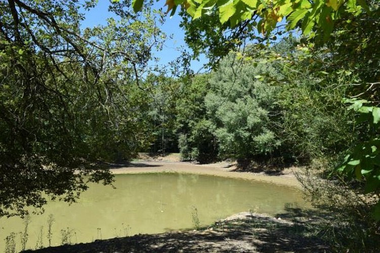Circuit des bois Soudan (5)