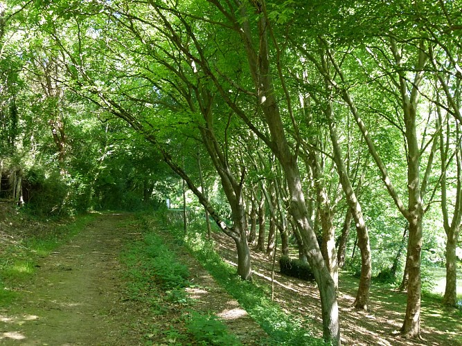 Chemin de randonnée en bord de Sèvre à Echiré