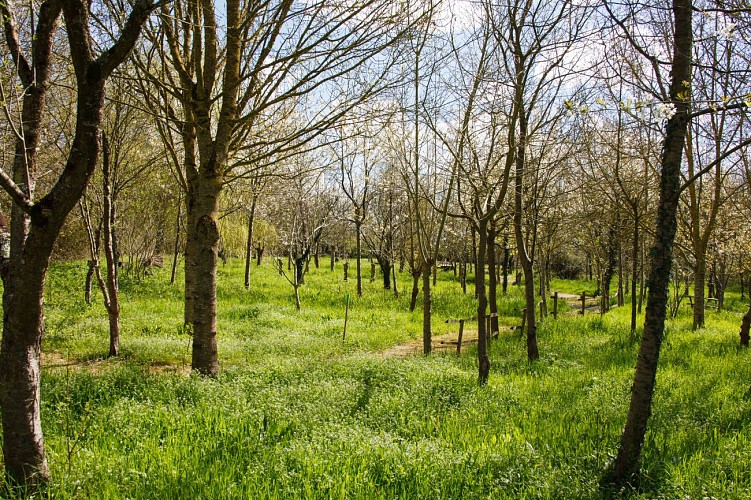 Paysage sous bois-Cébron