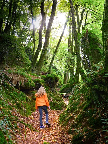 Le bois de Kerbescont