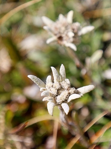Boucle du Signal de La Grave_La Grave