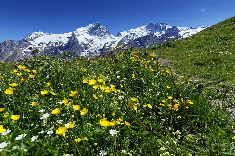La Meije depuis le sentier de Clos Raffin au Chazelet