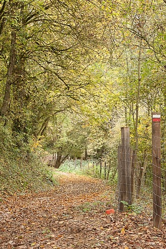 GR de pays 46 sentier