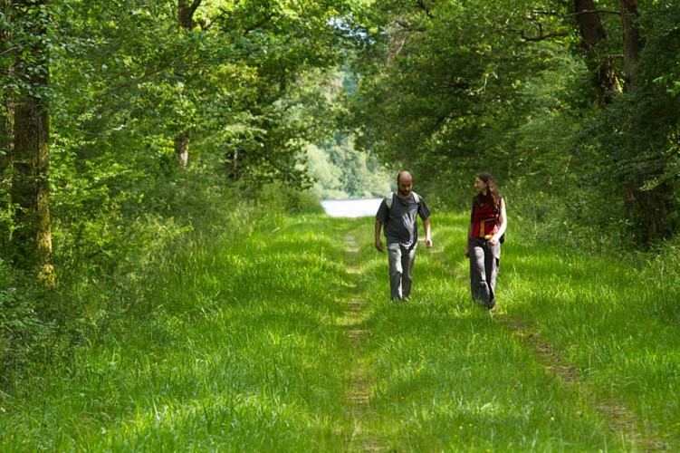 La forêt de Lancosme - Sur les chemins