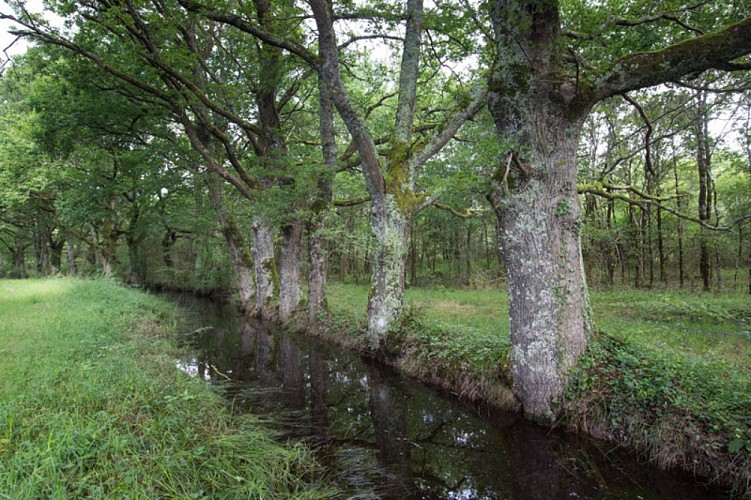 Aux portes de la Brenne - Canal le long d'un chemin