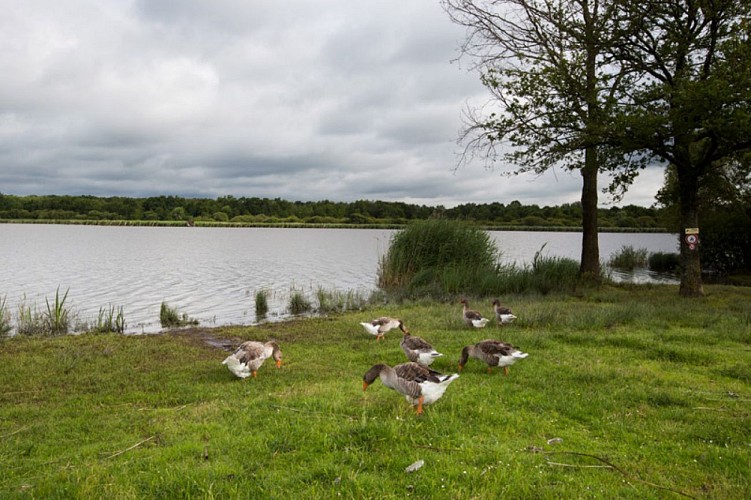 Aux portes de la Brenne - Oies en bord d'étang