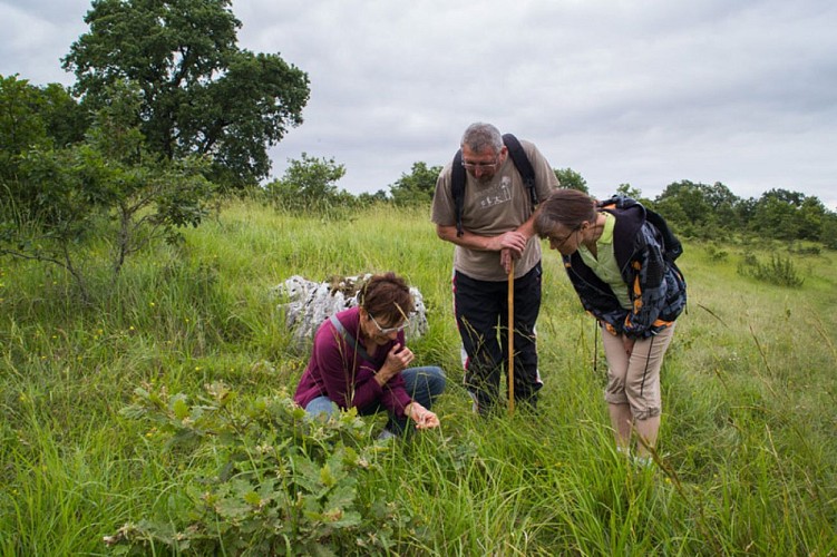Au pays des pyramides - Observation
