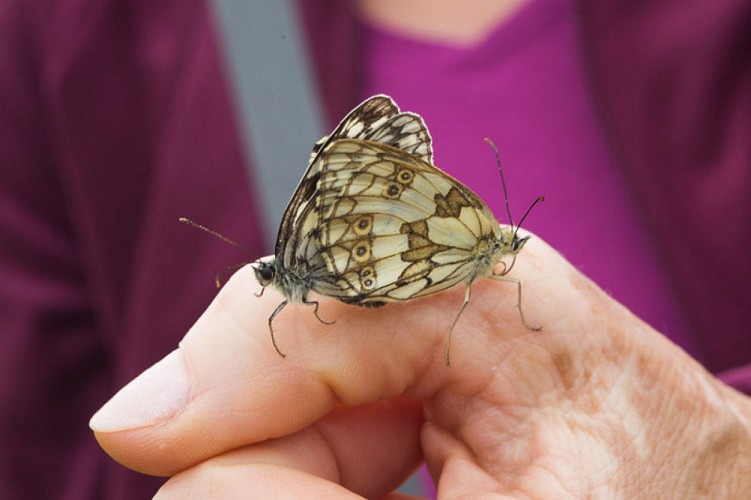 Au pays des pyramides - Observation