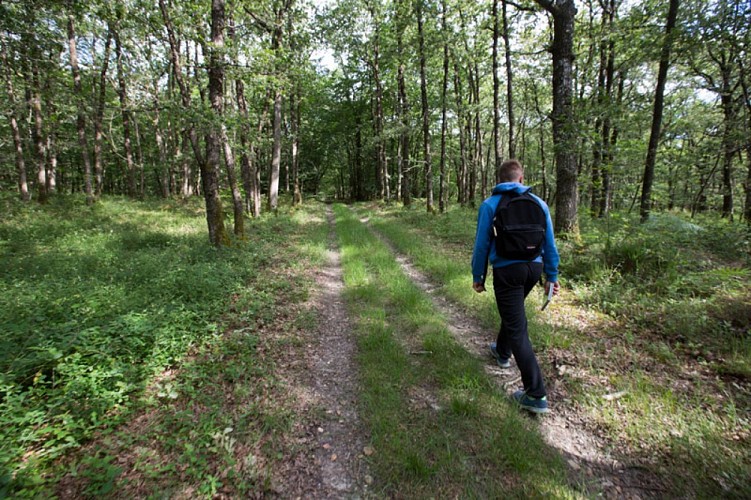 Balade de Saint Victor - En sous bois
