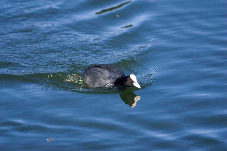 En passant par la commanderie - Foulque macroule à l'éatng communal