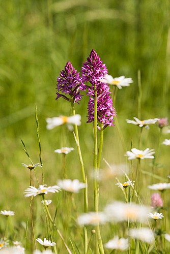 Une église romane entre Boischaut et Brenne -