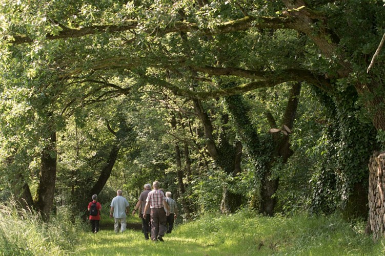Une église romane entre Boischaut et Brenne - A l'ombre des chênes