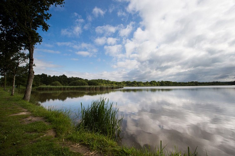 Plumages humides au creux de la roselière - Etang Duris et sa chaussée