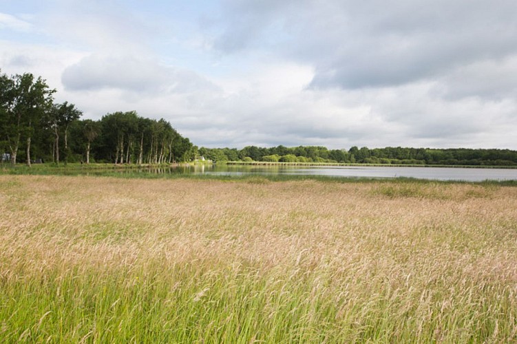 Plumages humides au creux de la roselière - Prairie à l'étang Duris