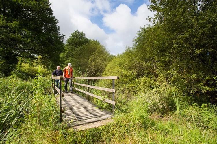 Plumages humides au creux de la roselière - Passerelle à l'étang Duris