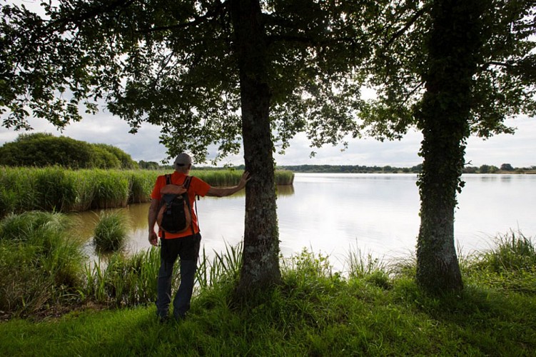 Plumages humides au creux de la roselière - Pause à l'tang Duris