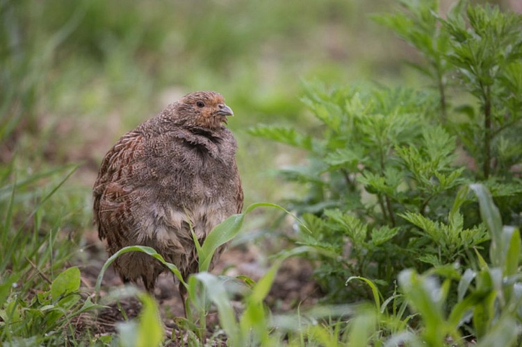 Aux portes de la Touraine -