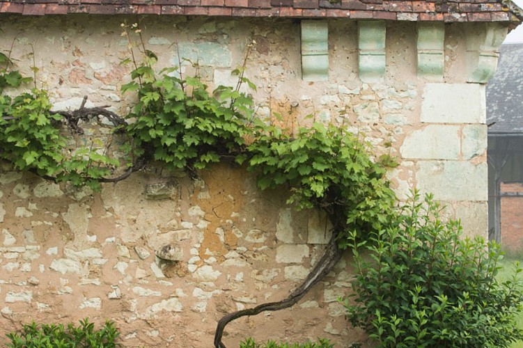 Aux portes de la Touraine - Vigne vierge le long d'un mur