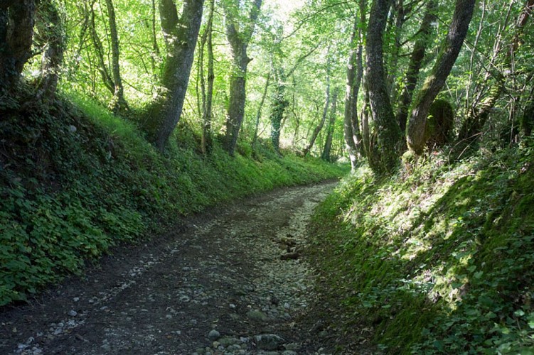 Du sable au roc - Chemin creux caillouteux