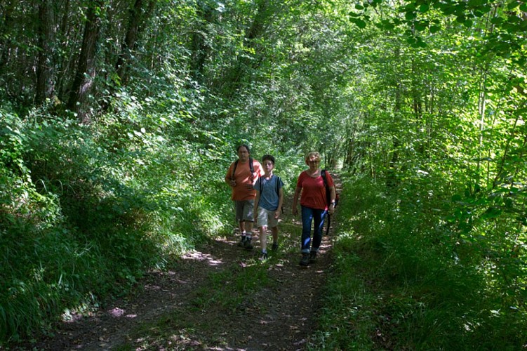 Tapis de fleurs par monts et par vaux - A l'ombres des arbres