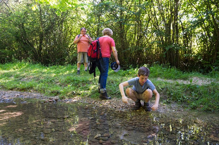 Tapis de fleurs par monts et par vaux - Au bord du Chézeau