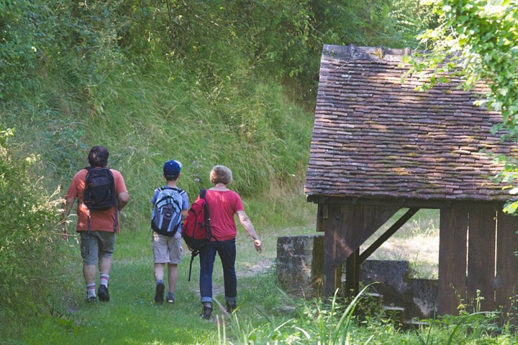Tapis de fleurs par monts et par vaux - De retour aux Chézeaux