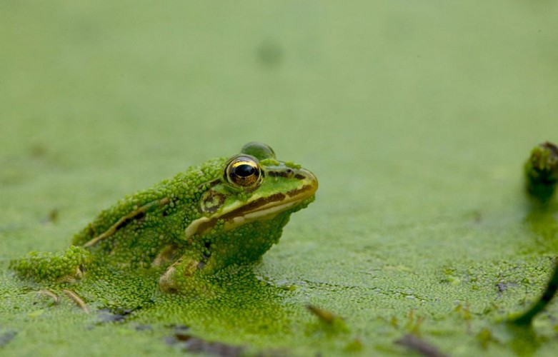 Sur les monts brennous - Grenouille verte sur le site de la maison du Parc