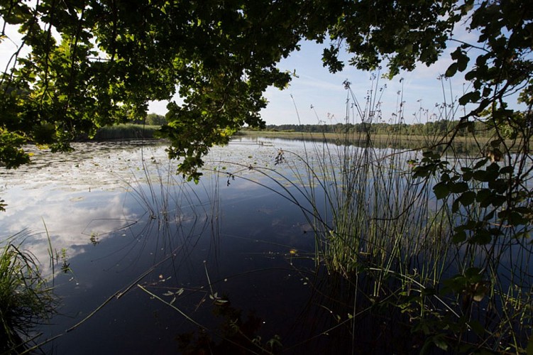 Chemins de sable en Brenne - Vue sur l'étang d'Oince