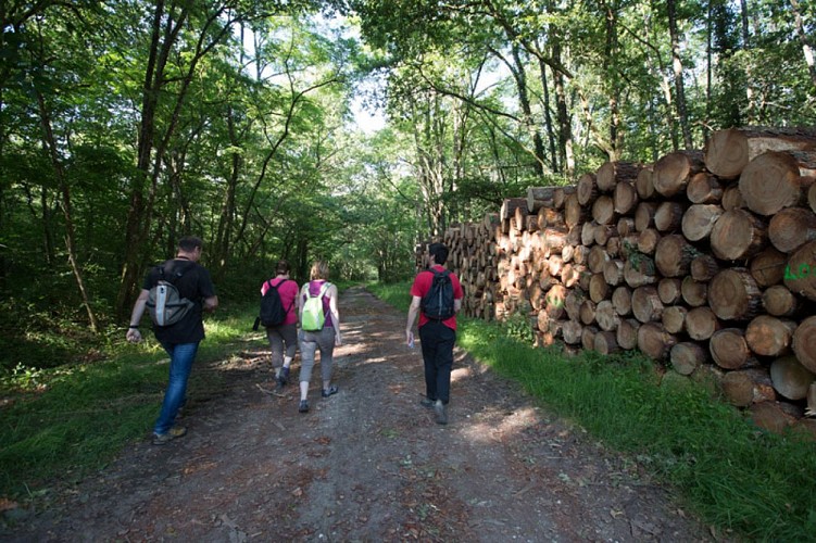Chemins de sable en Brenne - En sous bois