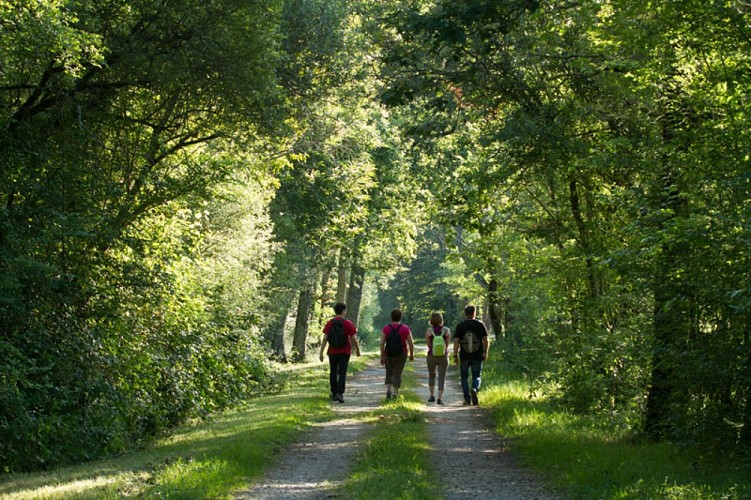 Chemins de sable en Brenne - Sur les chemins