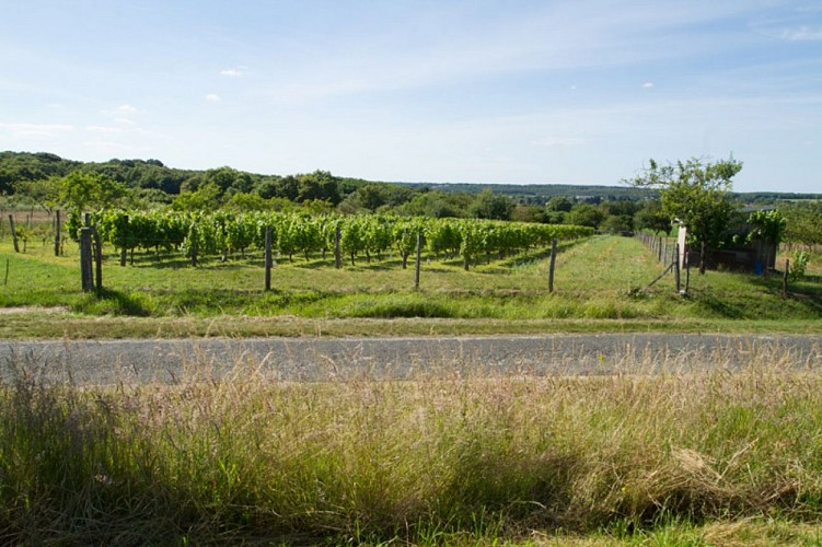 Terres de vignerons - Vigne encore cultivée