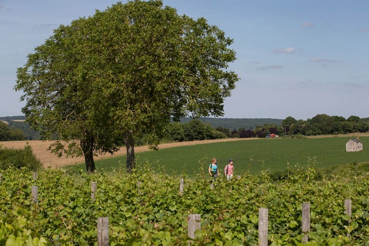 Le coteau aux loges de vigne - Vigne et loge de vigne