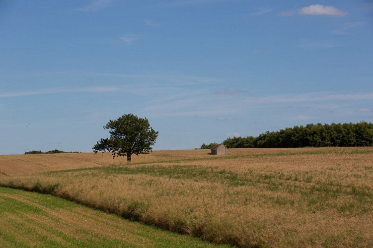 Le coteau aux loges de vigne - Loge de vigne perdu dans les champs