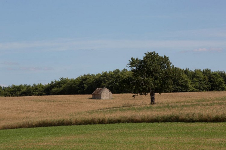 Le coteau aux loges de vigne - Loge de vigne perdu dans les champs