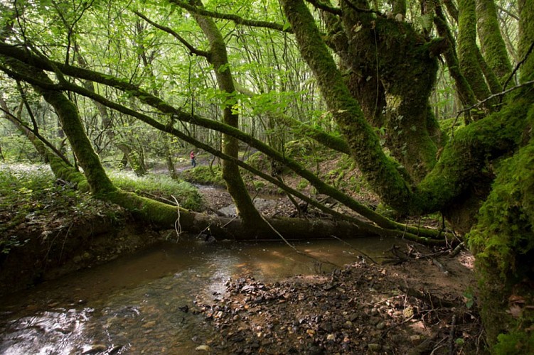 La vallée de l'Abloux et ses forges - Au bord de la Rivaille