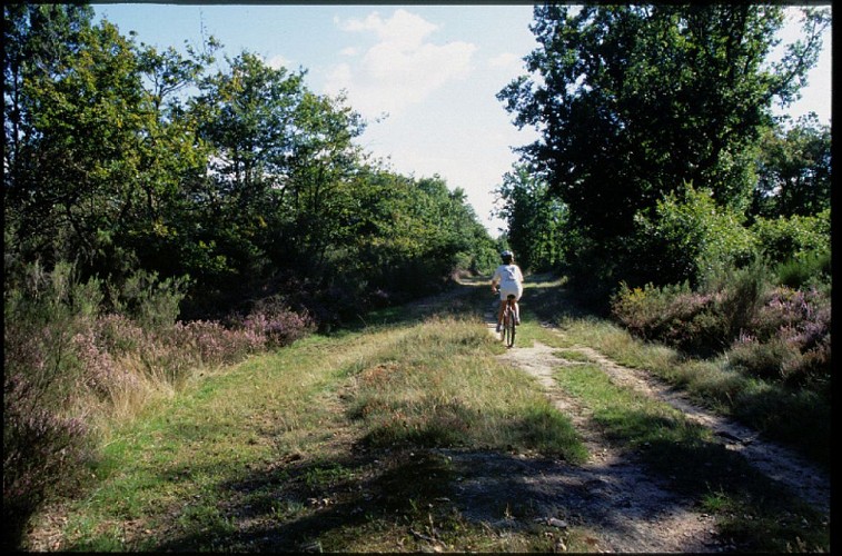 Chemin-pres-Rosnay-d