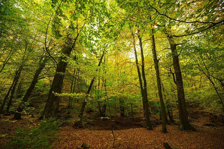 MTFA_NASSOGNE_21102020_017