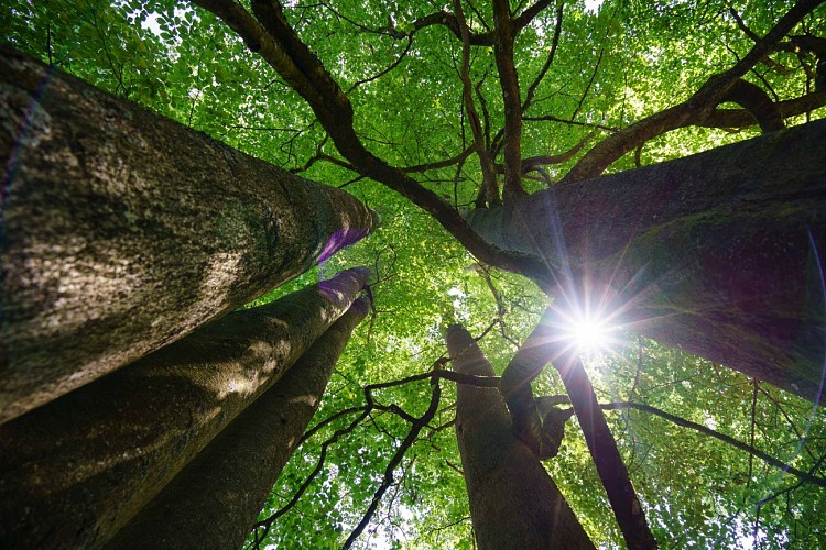 MTFA_NASSOGNE_27052020_017