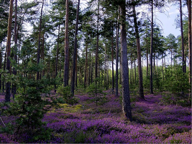 sologne-foret-rando-pédestre-chemin-ferte-saint-cyr