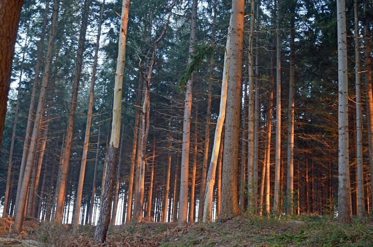 33. “Les Cateliers” Discovery Trail – Starting point: Les Cateliers picnic area, Montfort State Forest
