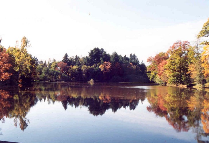 DLO - Etang à l'automne