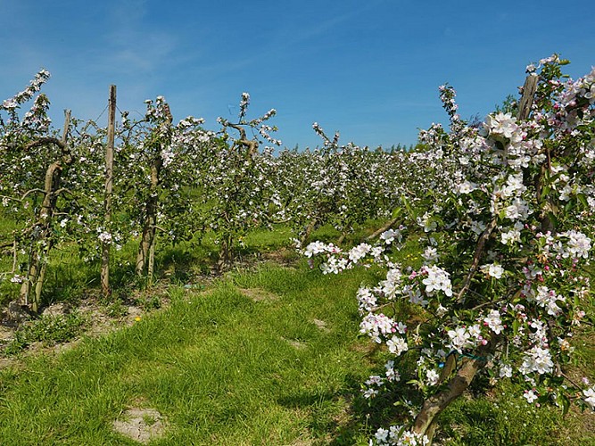 Balades en boucle - Balade de la Val-Dieu triple - Vergers en fleurs