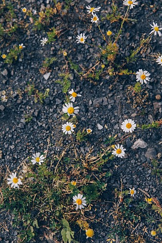 Promenade du Terril Saint-Charles