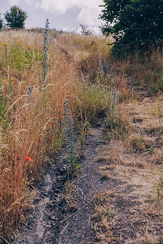 Promenade entre fer, charbon et eau des terrils