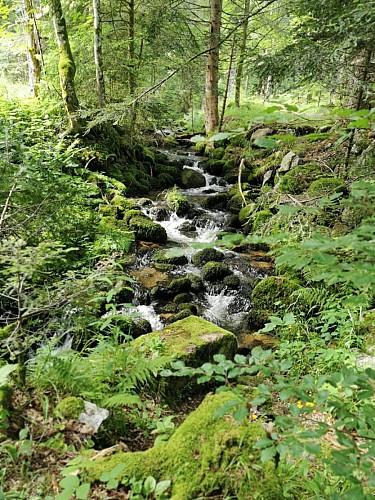 Randonnée Vosges - 1j - Sentier des Roches / Gaschney / Frankenthal