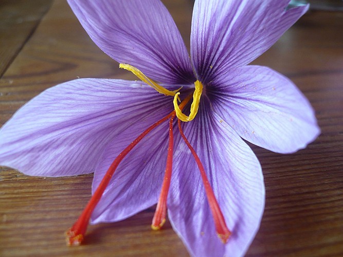 Fleur de safran