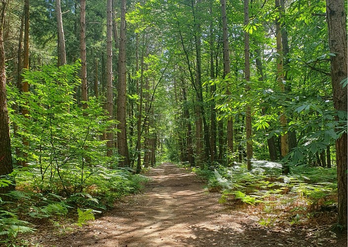 Promenade en forêt