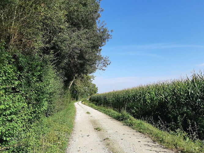 Entre Saint-Martin et Fontenille